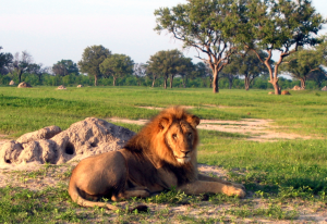 Screen Shot 2015-07-29 at 3.39.33 PM