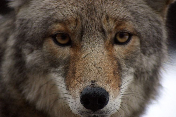 coyote-close-up